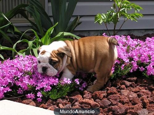 (REGALO) = (GRATIS) =   TU BULLDOG INGLES A UN PRECIO SIN IGUAL