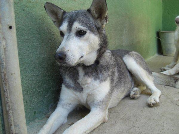 adopcion perro