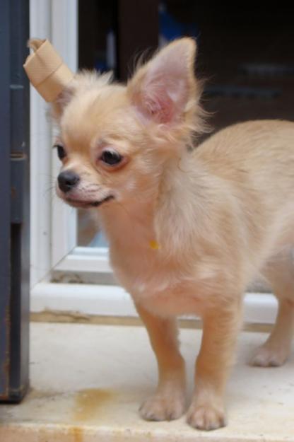 Chihuahua de pelo largo, chihuahua de pelo corto