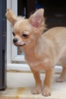 Chihuahua de pelo largo, chihuahua de pelo corto - mejor precio | unprecio.es