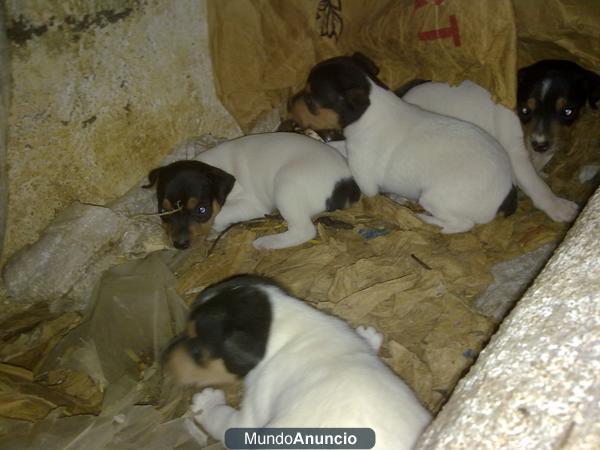 VENDO BODEGUERO ANDALUZ DE PURA RAZA