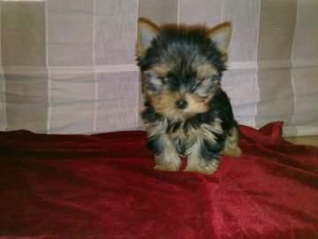 Yorkshire Terrier de Linea Americana