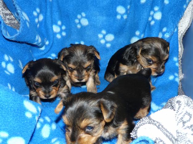 Camada Yorkshire Terrier (raza pequeña)