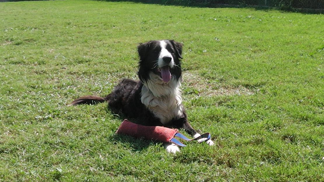 Border Collie en adopción