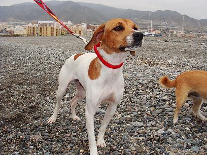 La adopción es la solución al abandono de animales. POR FAVOR ADOPTA !!!