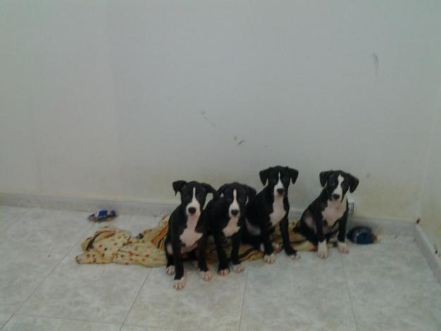 preciosos cachorros pitbull