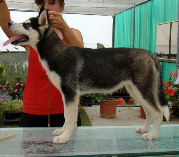 Se venden cachorros huskys