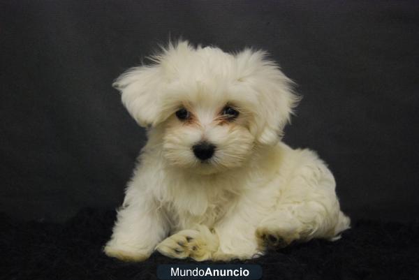 Bichon Maltes, ven a verlos¡ tienen solo dos mesecitos