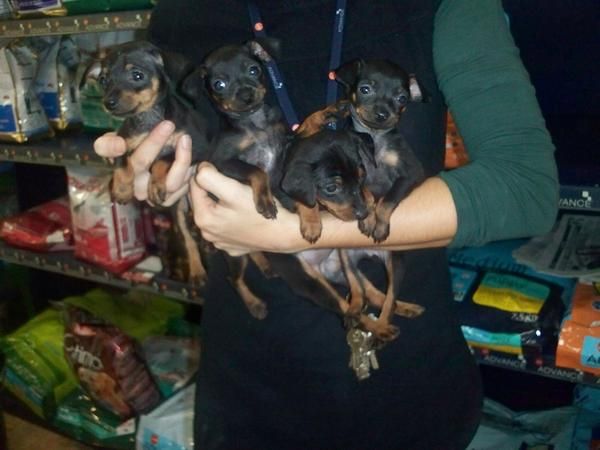 CACHORRITOS DE PINCHER MINI, PRECIOSOS 480 EUROS