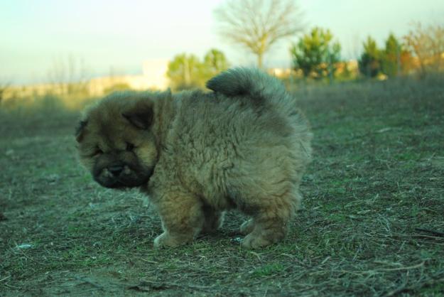 Cachorros de Chow Chow Rojo