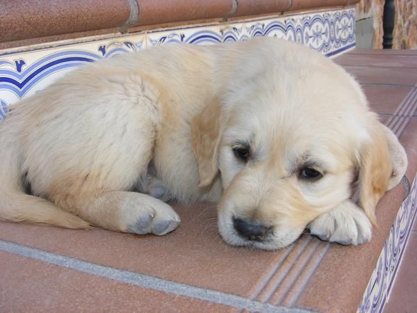 CACHORROS DE GOLDEN RETRIEVER CON PEDRIGREE-350