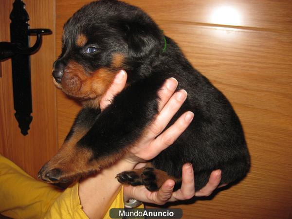 cachorros de Rottweiler