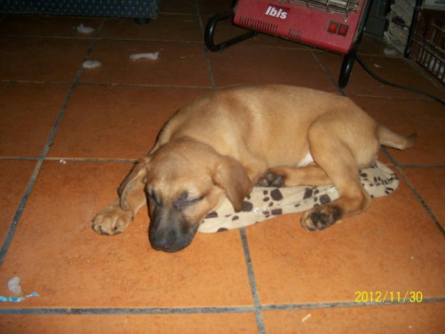 Cachorros Pastor Belga - Labrador