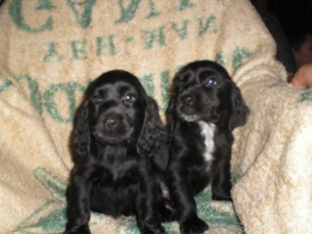 Cocker Spaniel  - Precioso cachorro