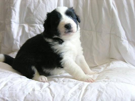 Espectaculares cachorros de boreder collie