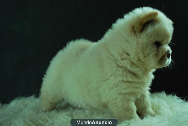 RAZA CHOW CHOW PRIMERA CALIDAD FOTOS REALES