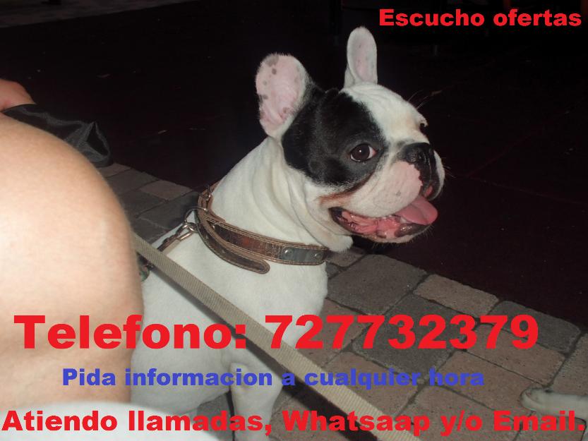 Se ofrece bulldog frances para monta.