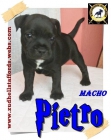 staffordshire bull terrier stafford ingles staffie criaderos de staffys - mejor precio | unprecio.es