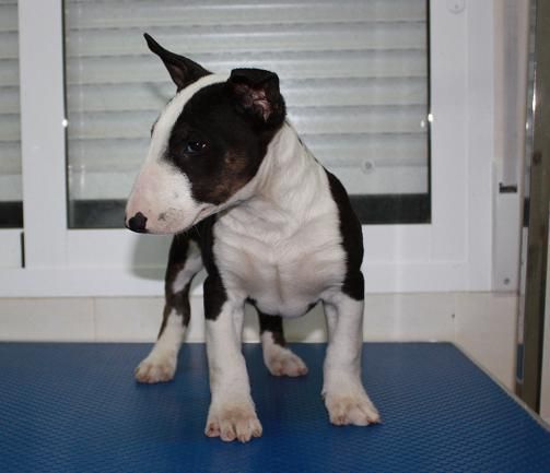 BullTerrier, preciosos, gran calidad. Murcia 450