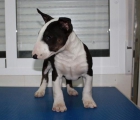 BullTerrier, preciosos, gran calidad. Murcia 450 - mejor precio | unprecio.es