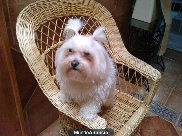 Busco macho bichon maltes