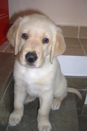 CACHORRO DE LABRADOR MACHO (ULTIMO)