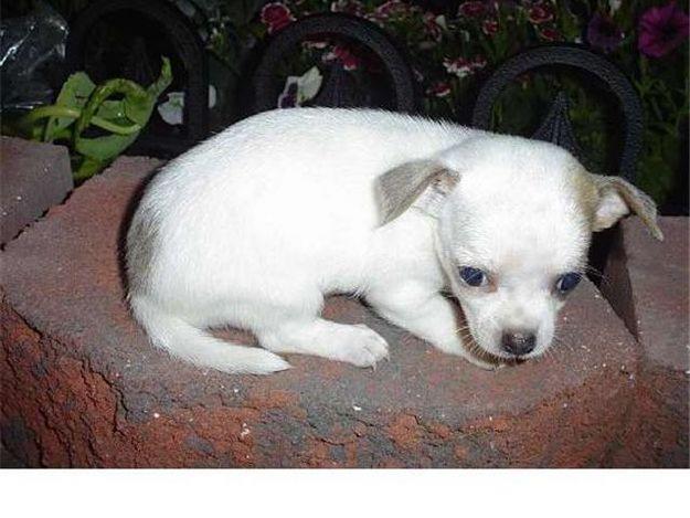 CACHORROS DE CHIHUAHUA DE PURA RAZA