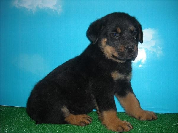 Cachorros de Rottweiler - 550   - Pedigree