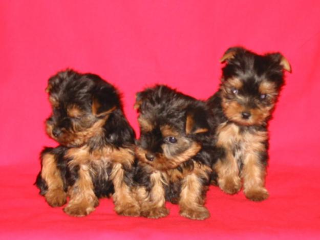 CACHORROS DE YORKSHIRE CASI REGALADOS