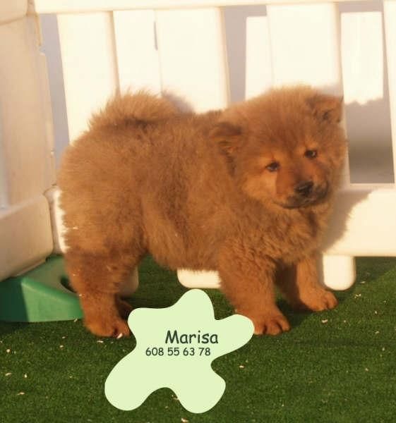 Chow-Chow ¡Total seriedad y garantias!