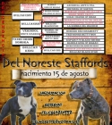 Espectacular camada de staffordshire bull terrier - mejor precio | unprecio.es