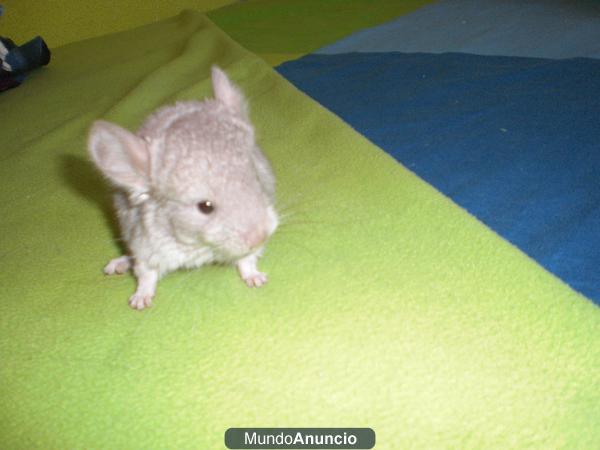 Vendo chinchillas bebes - 2 machos