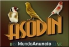 Asodín Pajarería On-line - mejor precio | unprecio.es