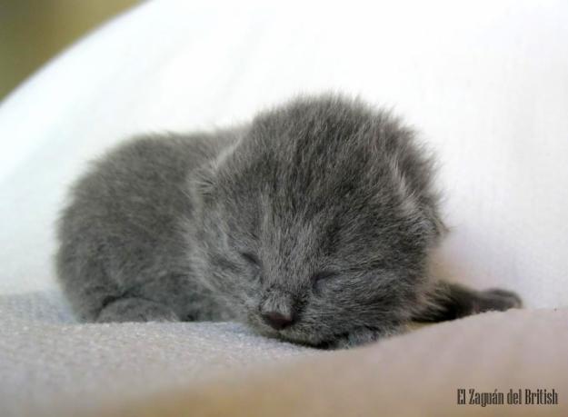 British Shorthair