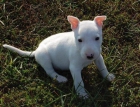 bull terrier muy social a cada cuerpo también va de la mano con los niños - mejor precio | unprecio.es