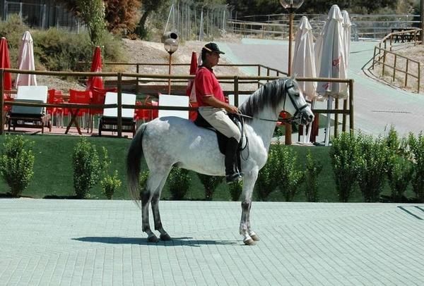 caballo hispanoarabe (tuareg) madrid