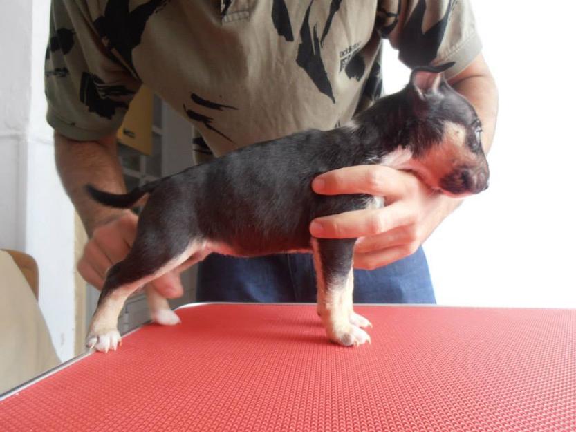 Cachorros Miniatura Bullterrier Hembras