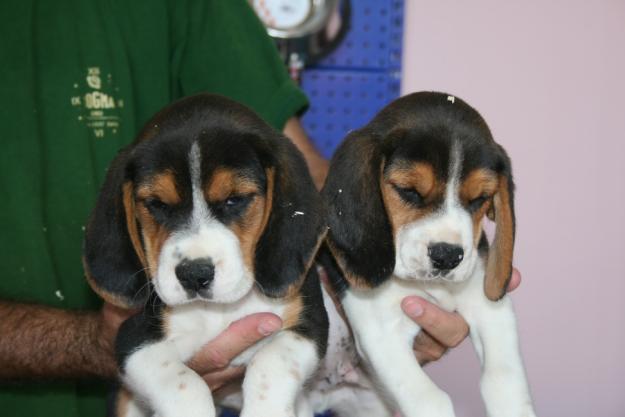 Camada de beagle impresionantes