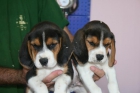 Camada de beagle impresionantes - mejor precio | unprecio.es