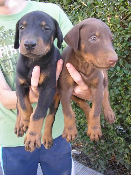 Camada de Doberman