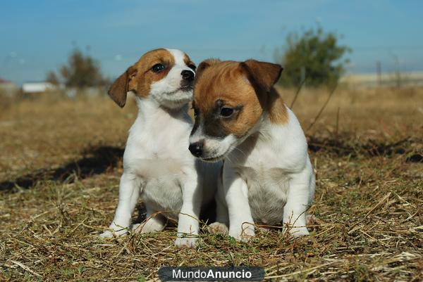 Jack Russel preciosos!!