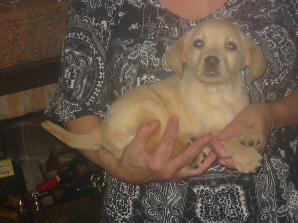 Labradores retriever,calidad,machos y hembras dorados,negros y chocolate.Venta