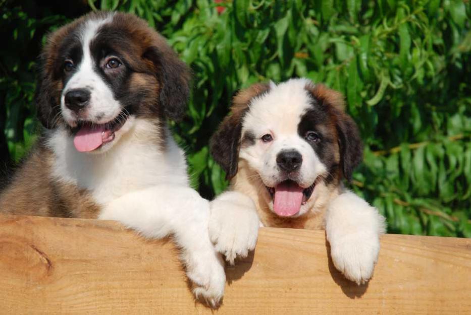 San bernardo espectaculares cachorros