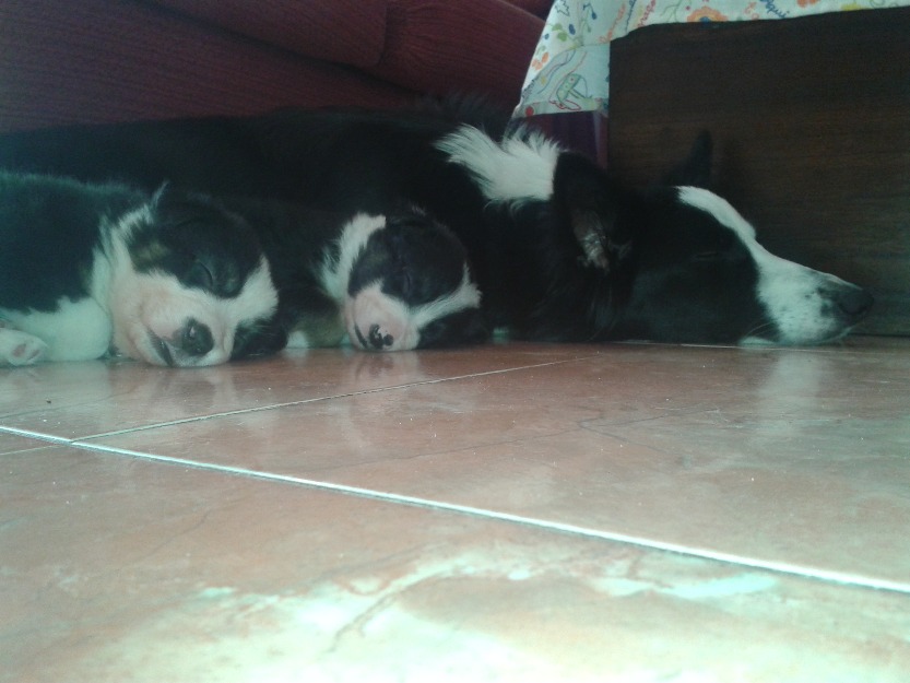 Vendo cachorros de border collie