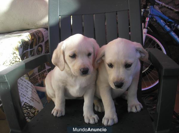 vendo labradores retriever con pedigree