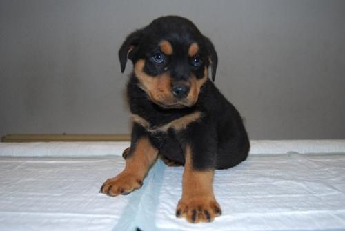 www.animalflower.comCachorritos Rottweiler _ 2 meses edad y pedigre _ entrega inmediata