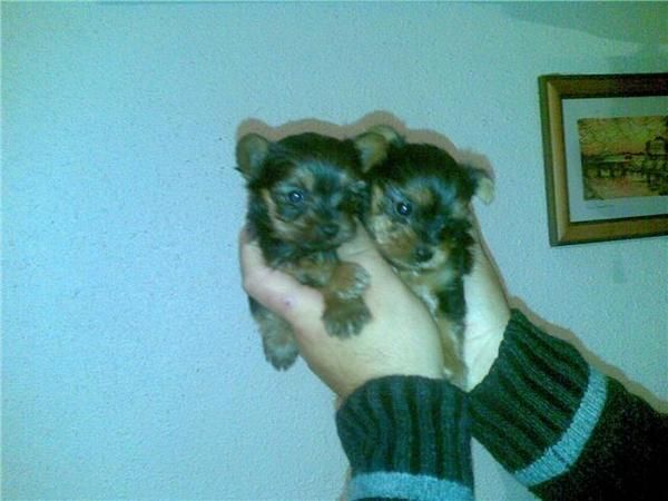 yorki mini mini de capricho informate es macho