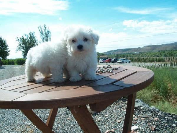 Bichon maltes, blanquitos y cariñosos - Tarragona