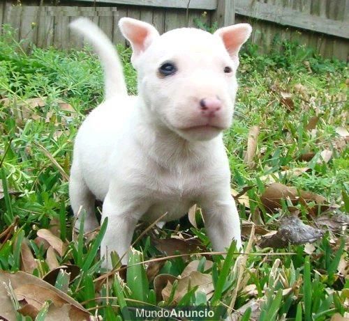 Bull Terrier grandes personalidades en busca de una nueva familia