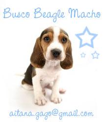 BUSCO BEAGLE MACHO EN MADRID O ASTURIAS